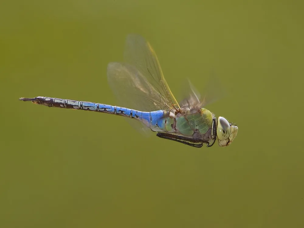 Extraordinary Animal Migration Journeys Across The World