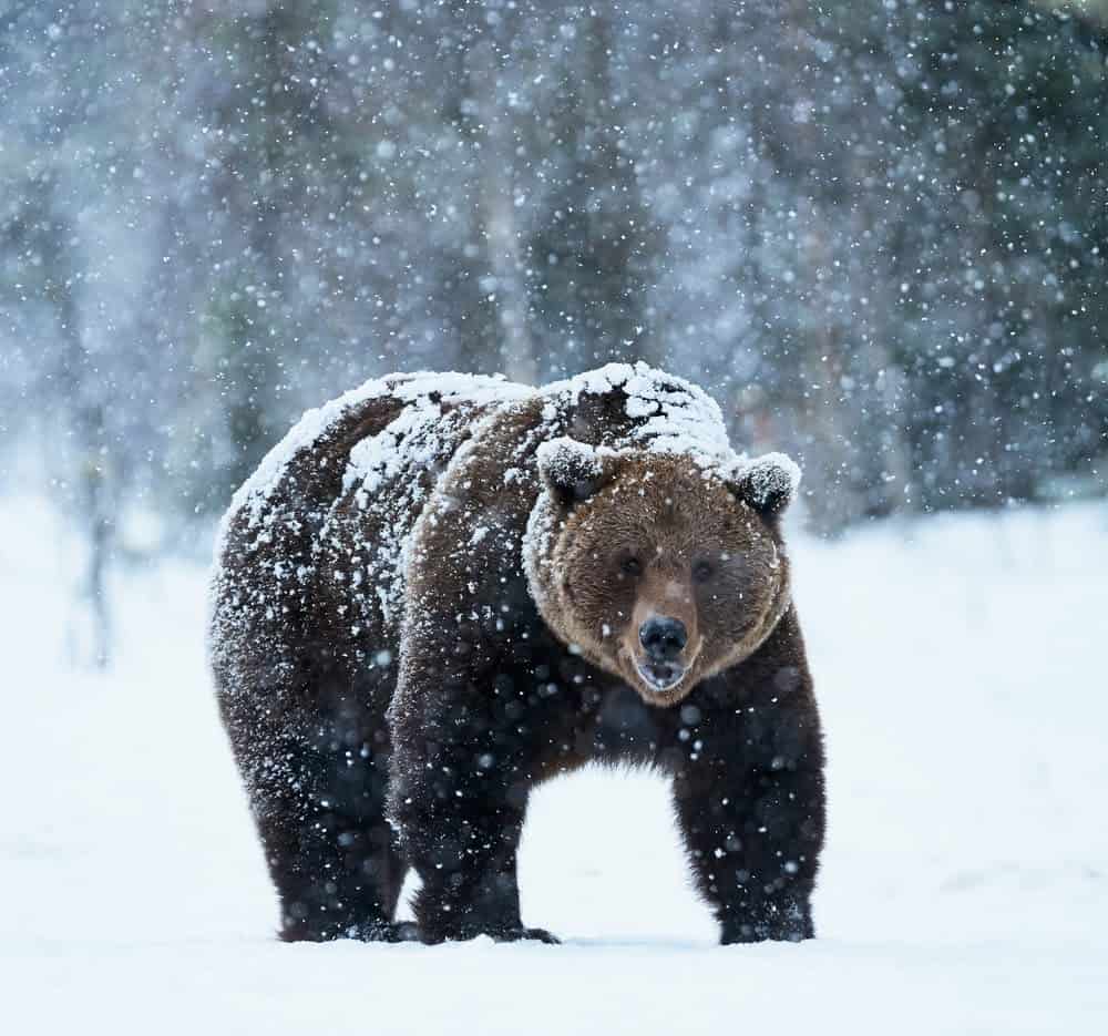 Wildlife in Alaska Puts the Continental US to Shame