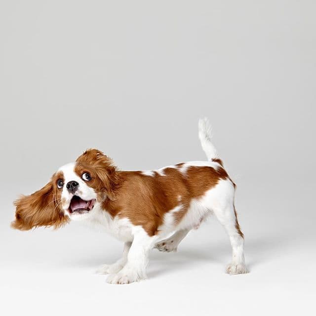 Heartwarming Photographs Show Man’s Best Friend Up Close and Personal