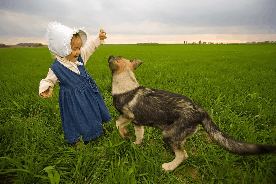 The Dog Descendants Who Survived Chernobyl Can be Adopted