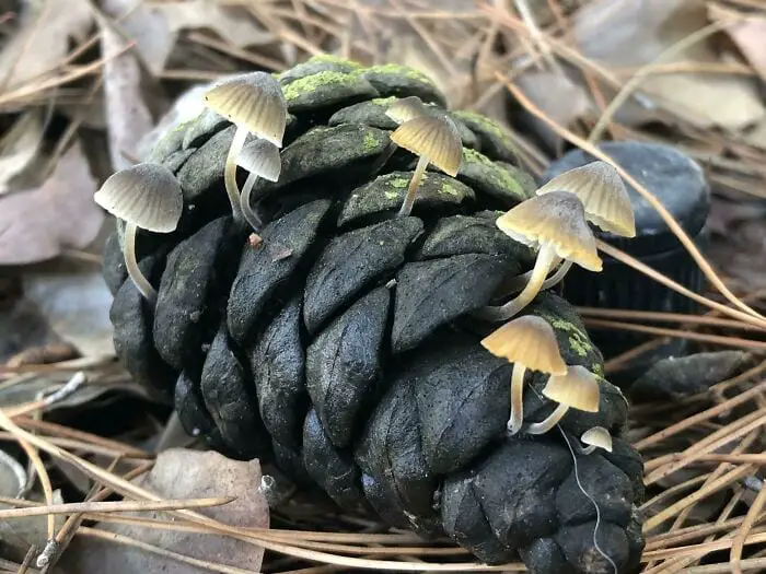 These People Found Mushrooms So Incredible, They Had to Take It to the Internet