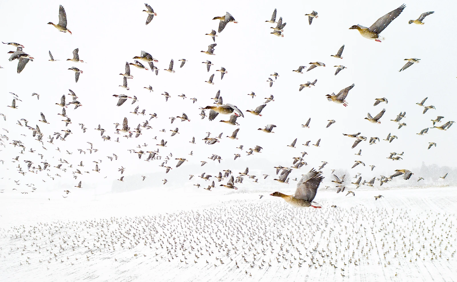 Wildlife Photographers Who Risked Their Lives For The Perfect Shot