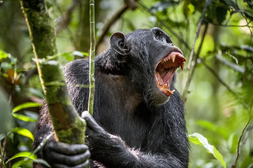 Brutal Facts About Chimpanzees