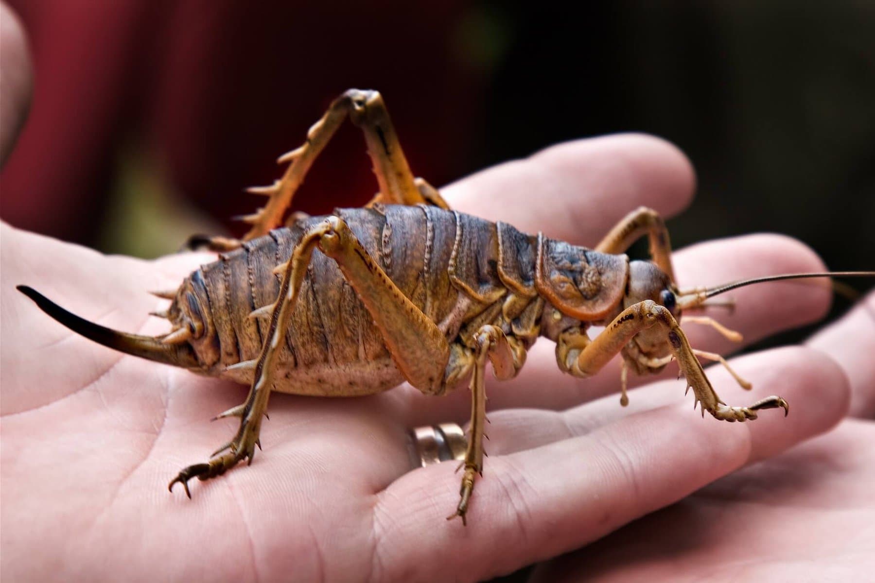 The World&#8217;s Creepiest Insects That Will Make Anybody&#8217;s Skin Crawl