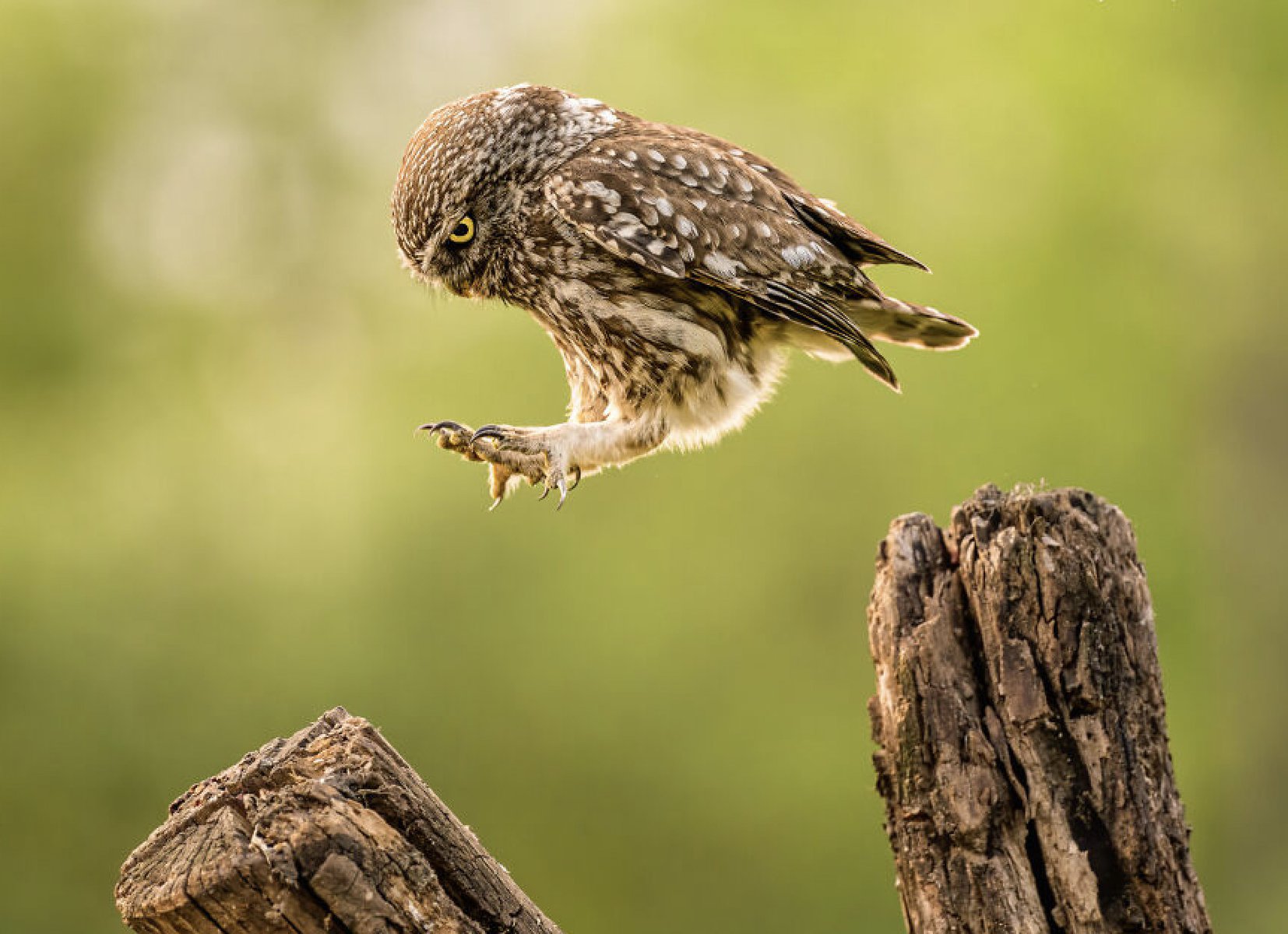 Here Are the Finalists for the Most Comedic Wildlife Photos of the Year