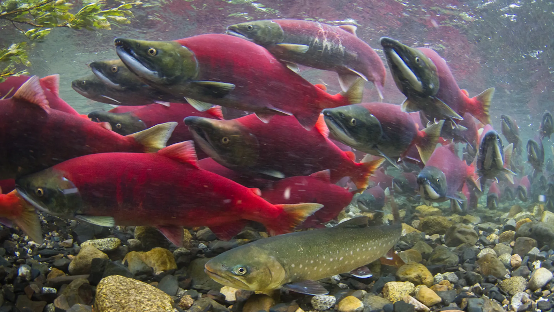 Extraordinary Animal Migration Journeys Across The World