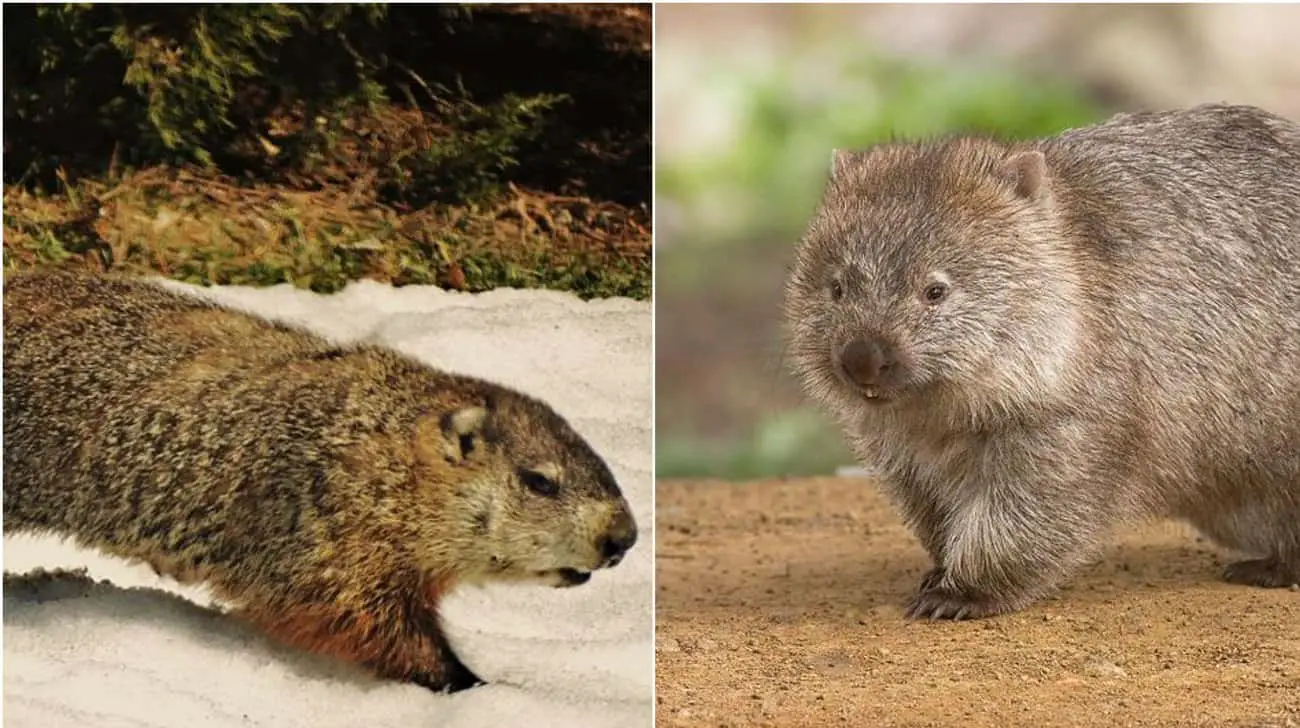 These Animal Species Don&#8217;t Live Near Each Other But Are Eerily Similar