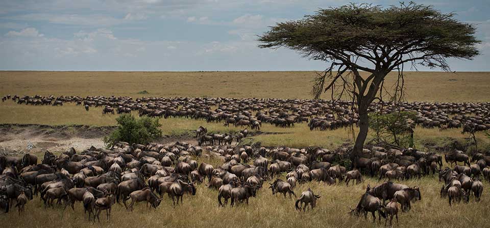 Extraordinary Animal Migration Journeys Across The World