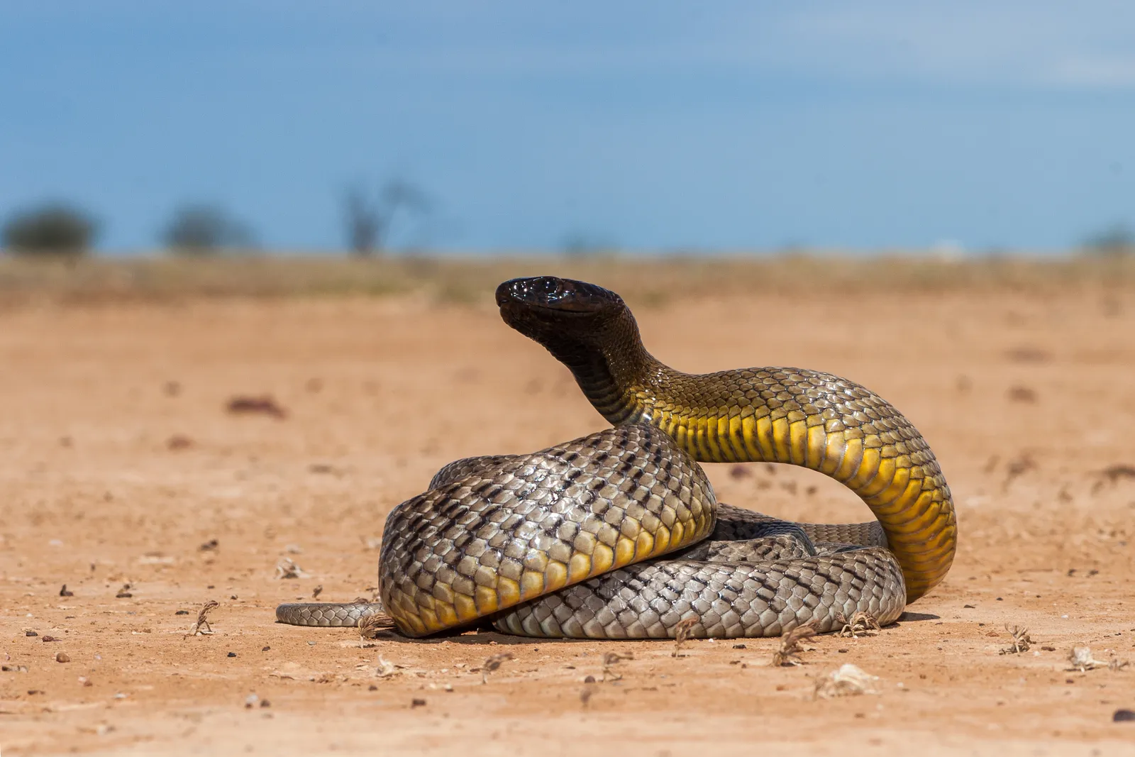 The Most Dangerous Animals In The World and Where They Like To Lurk