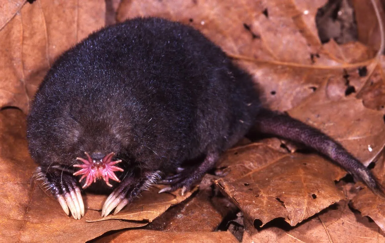 Rare Animal Species We Didn&#8217;t Realize Existed Until Today