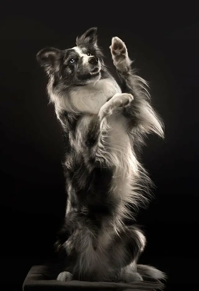 Heartwarming Photographs Show Man’s Best Friend Up Close and Personal