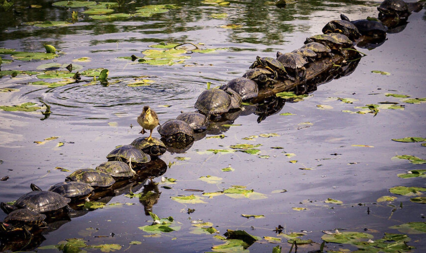 Here Are the Finalists for the Most Comedic Wildlife Photos of the Year