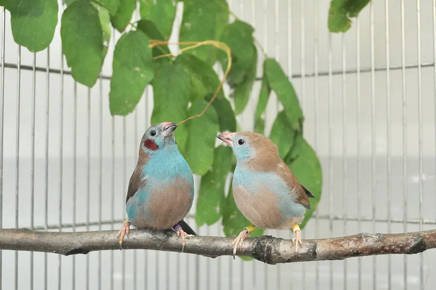 The Most Unusual Animal Courtship Rituals