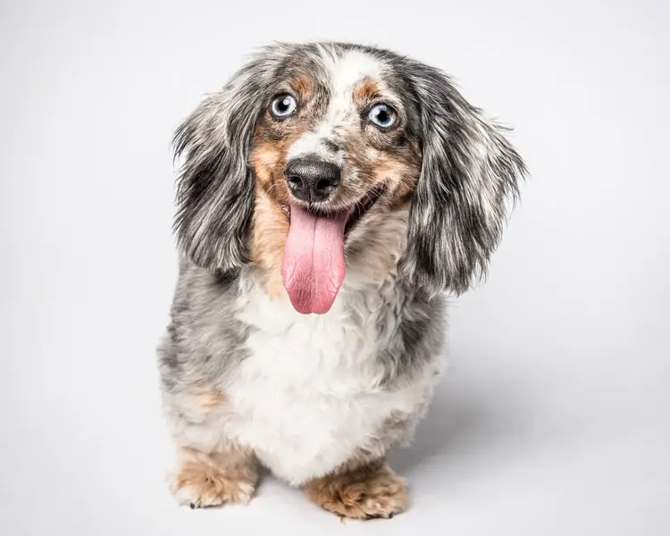 Heartwarming Photographs Show Man’s Best Friend Up Close and Personal