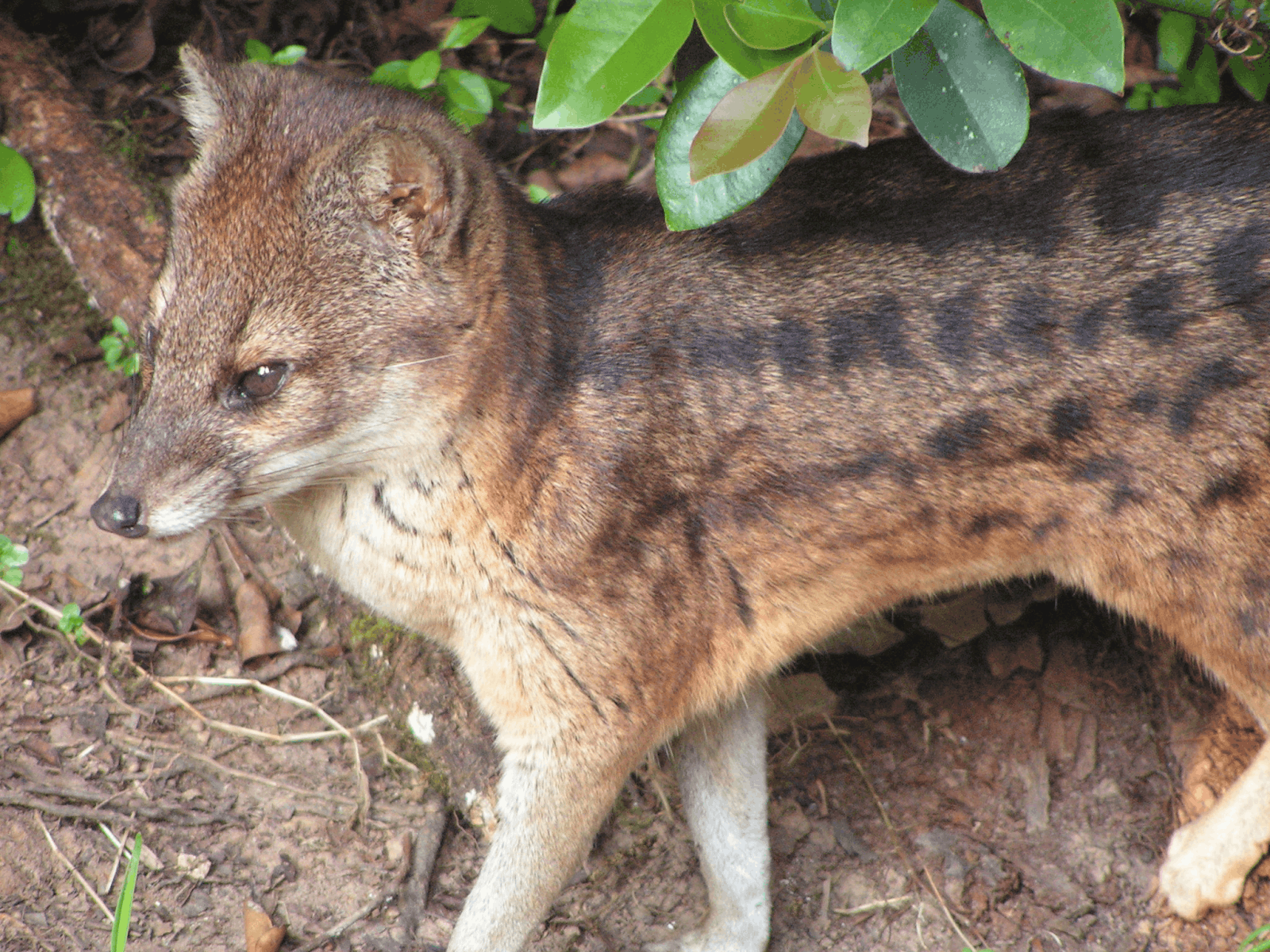 Some of these Majestic Animals Can Only be Found in Madagascar