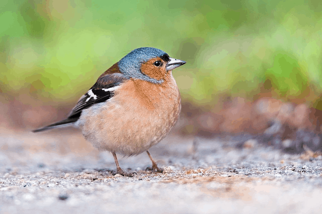 Over 3 Billion Birds Have Disappeared Since The 1970s