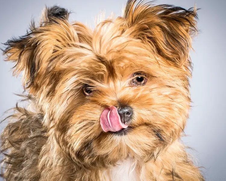 Heartwarming Photographs Show Man’s Best Friend Up Close and Personal