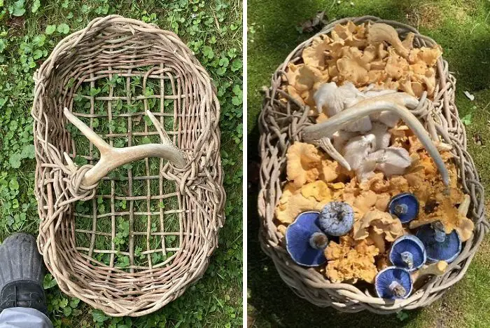 These People Found Mushrooms So Incredible, They Had to Take It to the Internet