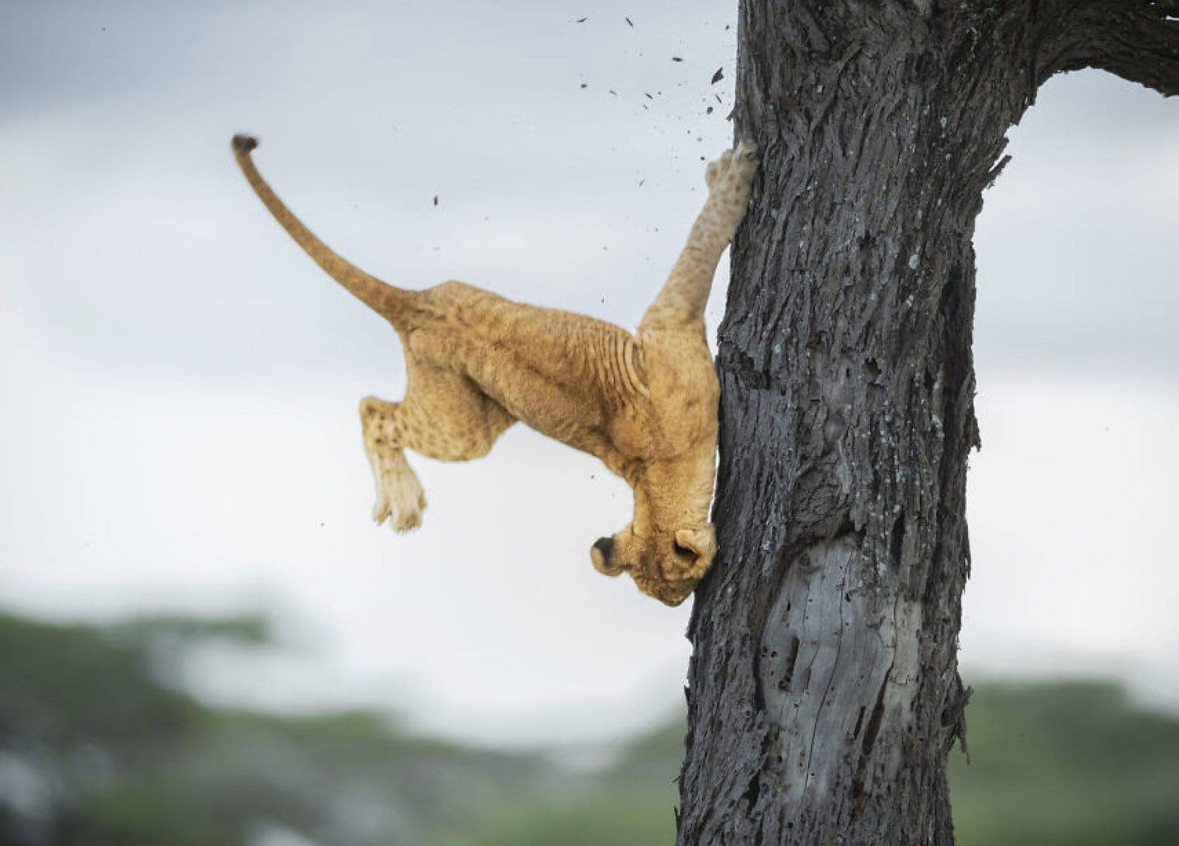 Here Are the Finalists for the Most Comedic Wildlife Photos of the Year