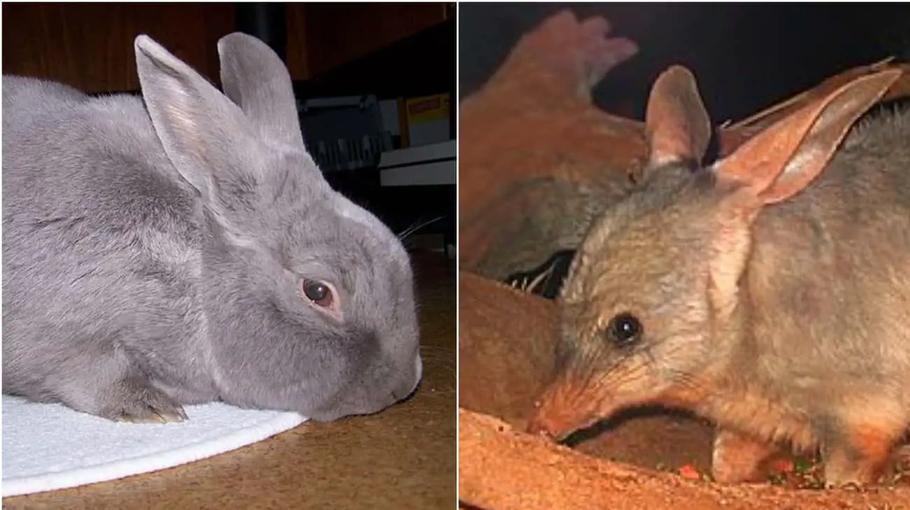 These Animal Species Don&#8217;t Live Near Each Other But Are Eerily Similar