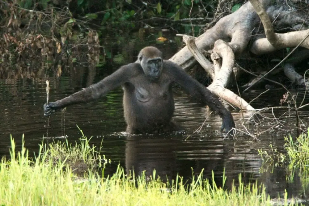 These Tool-Wielding Animals Are Entering the Stone Age