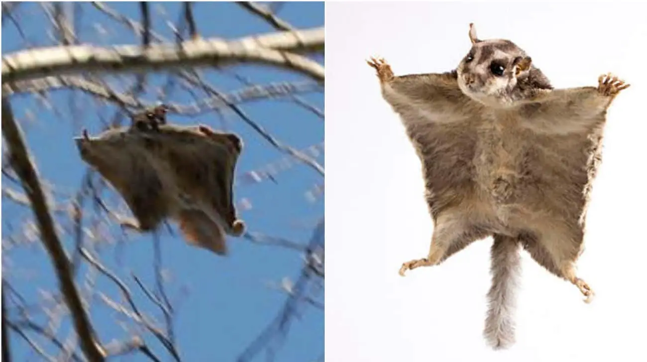 These Animal Species Don&#8217;t Live Near Each Other But Are Eerily Similar