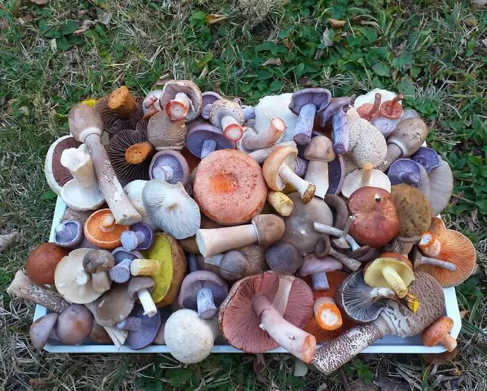 These People Found Mushrooms So Incredible, They Had to Take It to the Internet