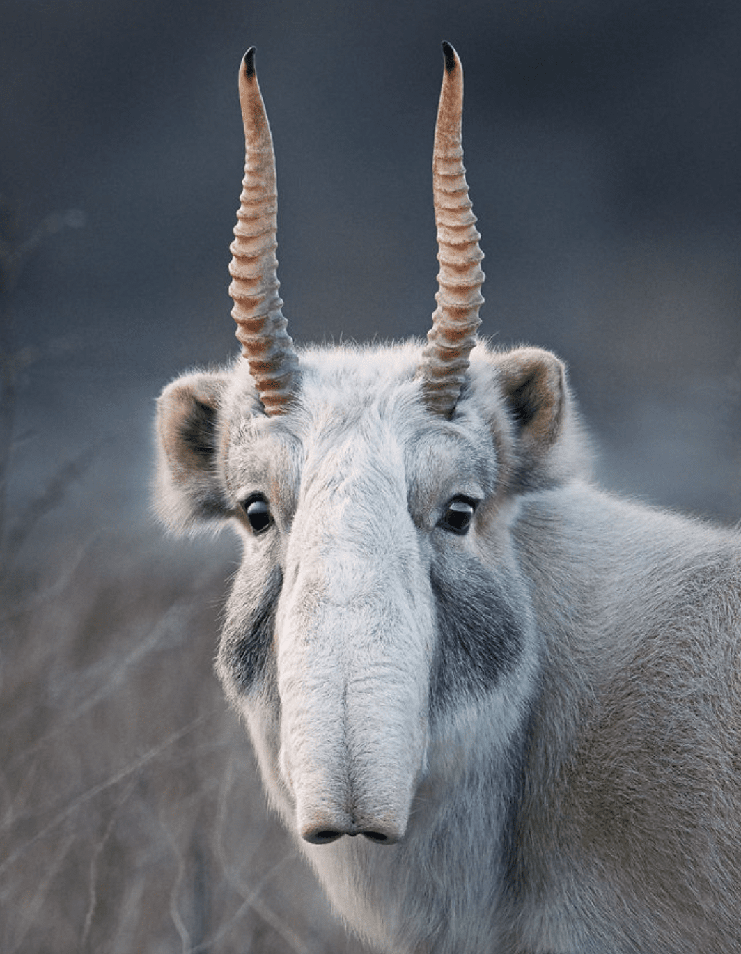 Rare Wildlife Photographs of Threatened Species