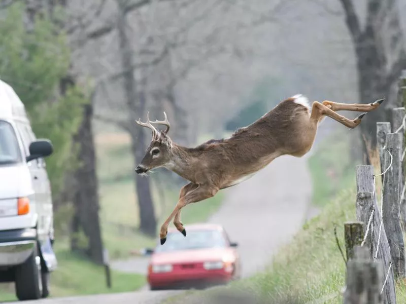 The Most Dangerous Animals In The World and Where They Like To Lurk