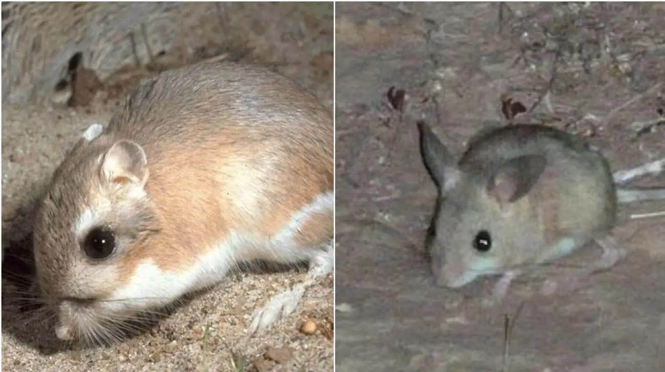 These Animal Species Don&#8217;t Live Near Each Other But Are Eerily Similar