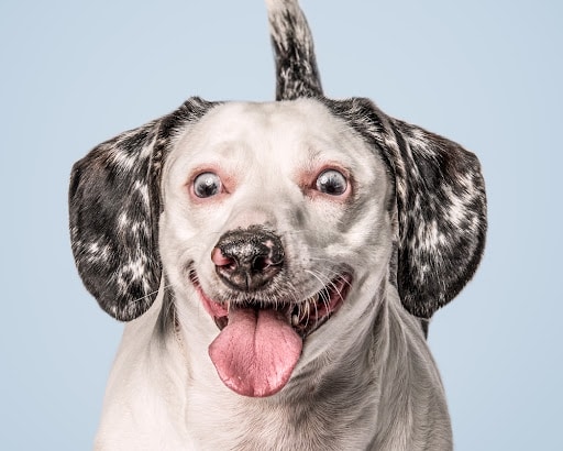 Heartwarming Photographs Show Man’s Best Friend Up Close and Personal