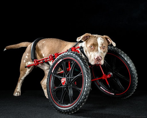 Heartwarming Photographs Show Man’s Best Friend Up Close and Personal