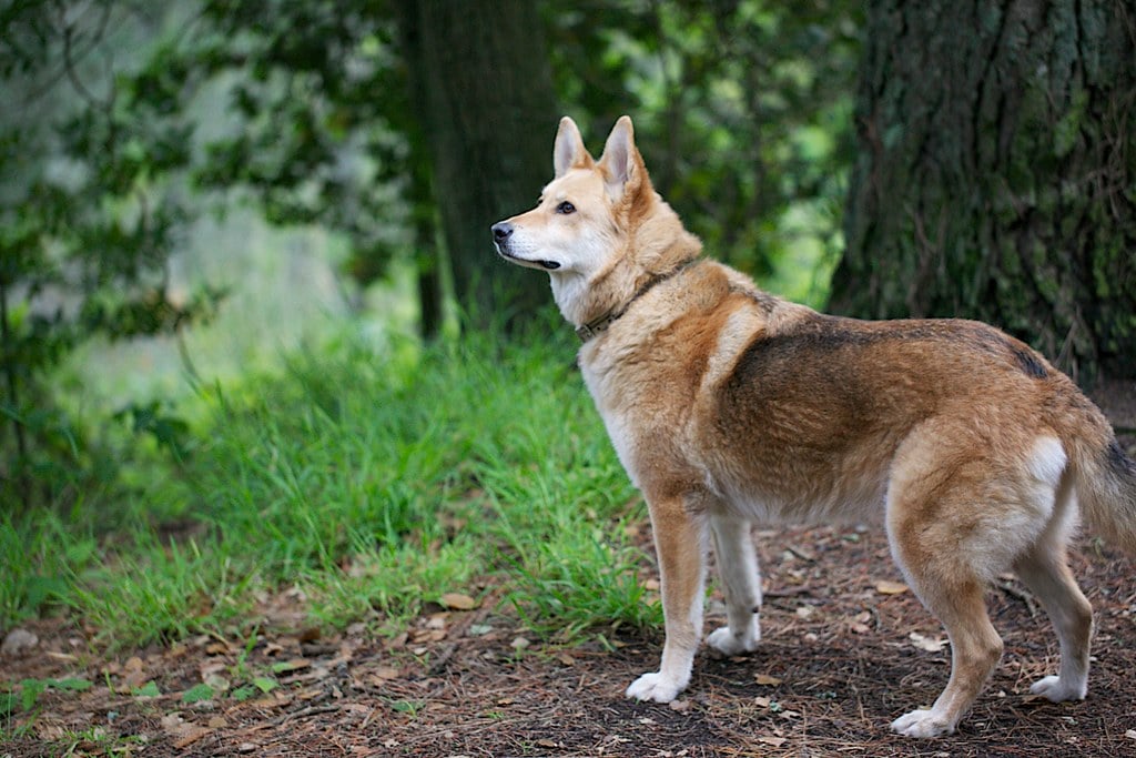 35 Hybrid Animal Species