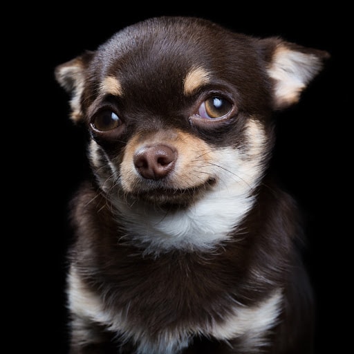 Heartwarming Photographs Show Man’s Best Friend Up Close and Personal