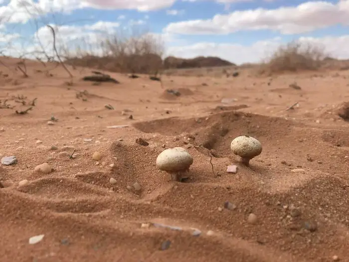 These People Found Mushrooms So Incredible, They Had to Take It to the Internet