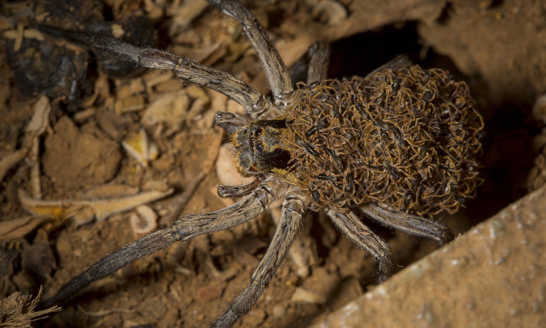 Scariest Spider Encounters That Will Make You Say &#8220;Burn It Down&#8221;