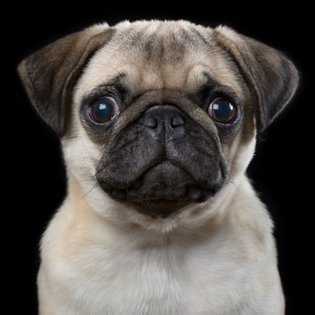 Heartwarming Photographs Show Man’s Best Friend Up Close and Personal