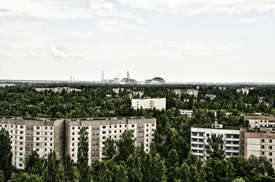 The Dog Descendants Who Survived Chernobyl Can be Adopted