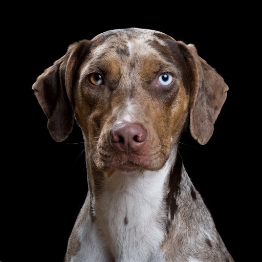 Heartwarming Photographs Show Man’s Best Friend Up Close and Personal