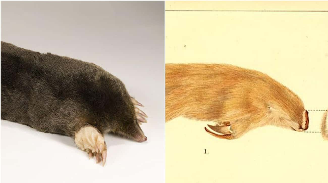 These Animal Species Don&#8217;t Live Near Each Other But Are Eerily Similar