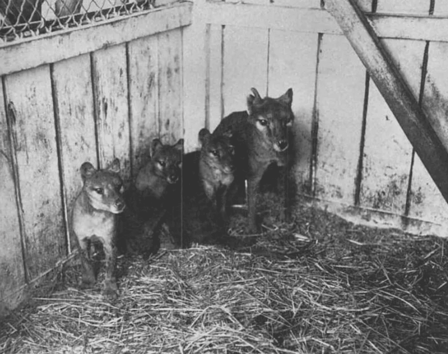 Facts About the Tasmanian Tiger &#038; The News That’s Changing Everything