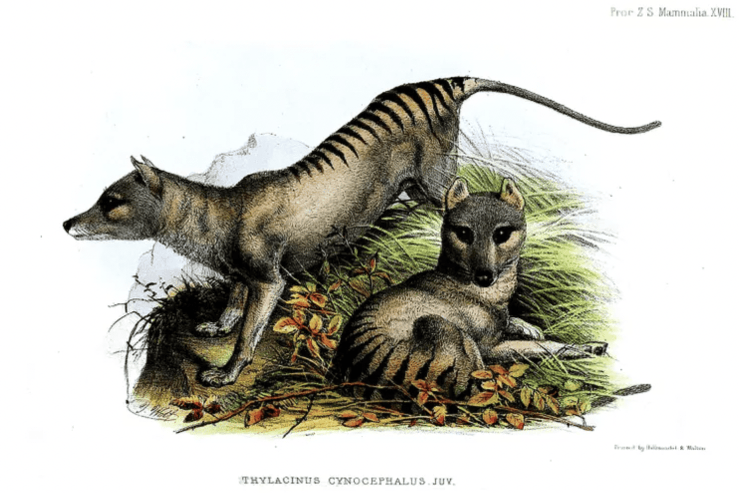 Facts About the Tasmanian Tiger &#038; The News That’s Changing Everything