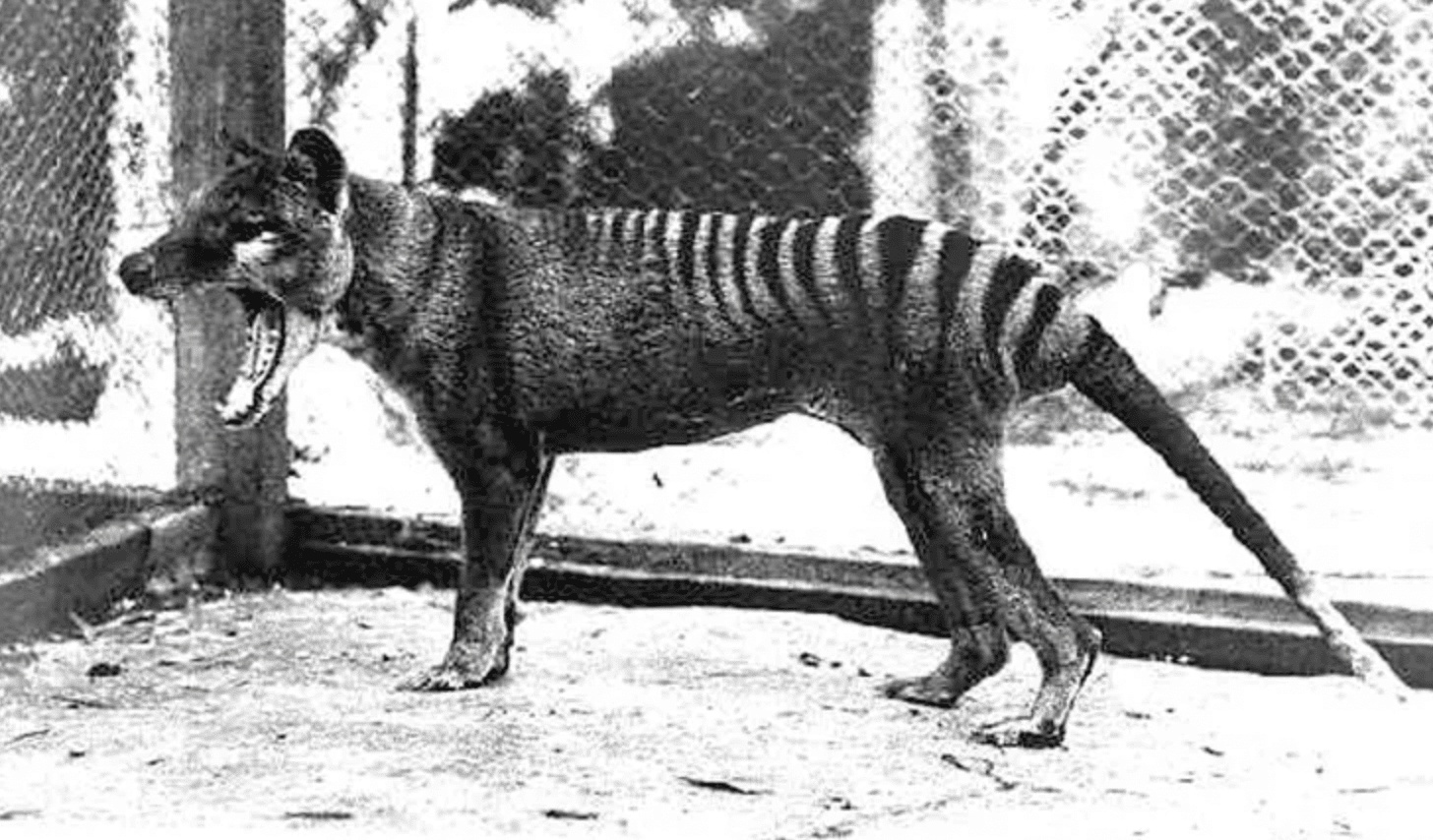 Facts About the Tasmanian Tiger &#038; The News That’s Changing Everything