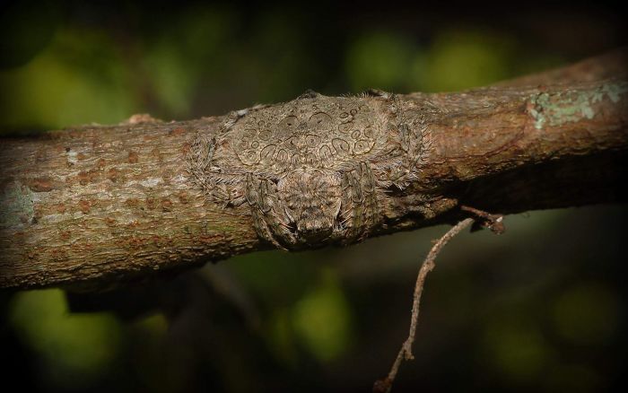 These Animals Have Mastered The Art Of Nature&#8217;s Camouflage