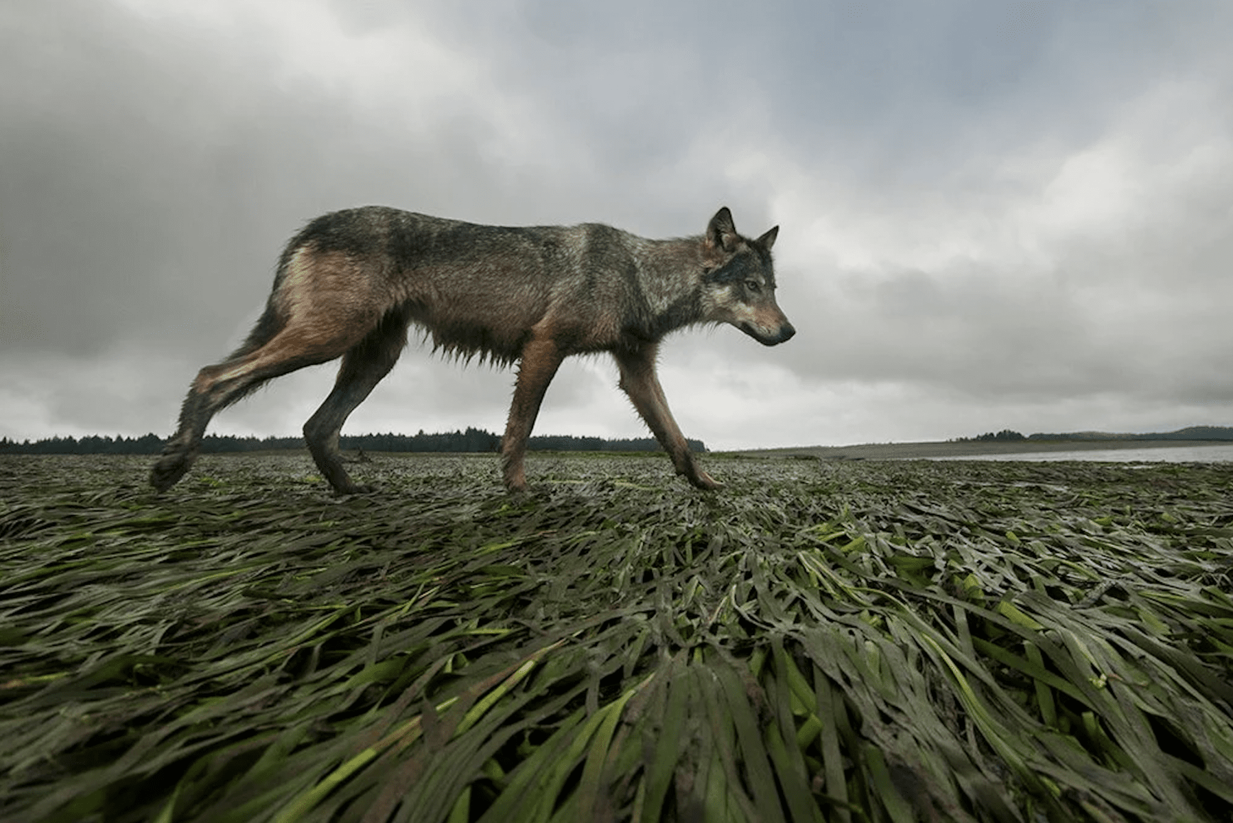 Rare Wildlife Photographs of Threatened Species