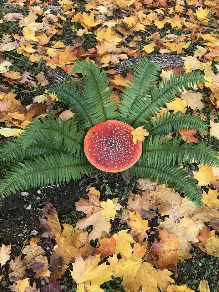 These People Found Mushrooms So Incredible, They Had to Take It to the Internet