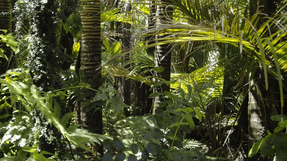 Amazing Creatures Found in the World&#8217;s Largest Rainforest