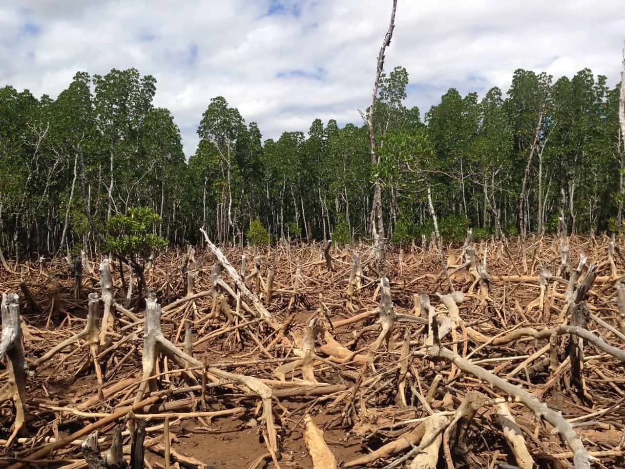 Shocking Photos that Prove Humans Destroy Everything They Touch