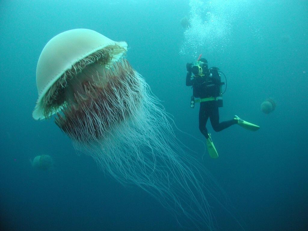 Disturbing Images That Will Trigger Your Thalassophobia