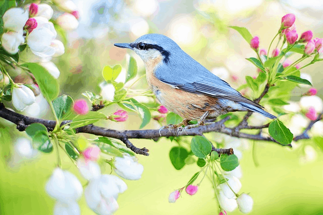 Over 3 Billion Birds Have Disappeared Since The 1970s